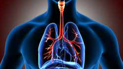 adobestock128109811trachea